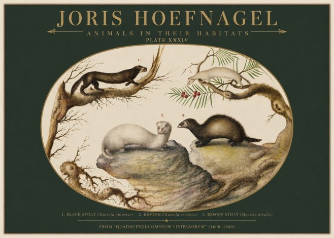 Joris Hoefnagel Animals in Their Habitats Plate Xxxiv No2 - Poster