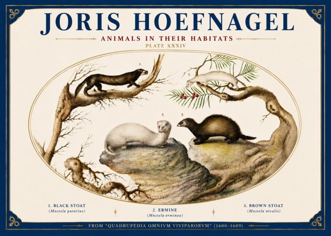Joris Hoefnagel Animals in Their Habitats Plate Xxxiv No6 - Poster