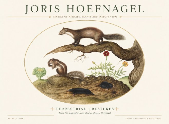Joris Hoefnagel Terrestrial Creatures No1 - Poster