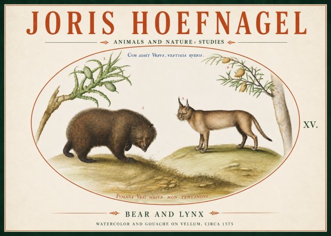 Joris Hoefnagel Bear and Lynx No6 - Poster