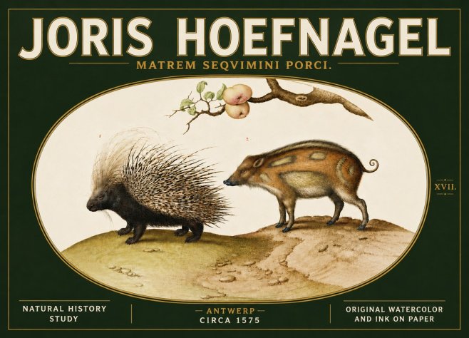 Joris Hoefnagel Matrem Seqvimini Porci. No5 - Poster