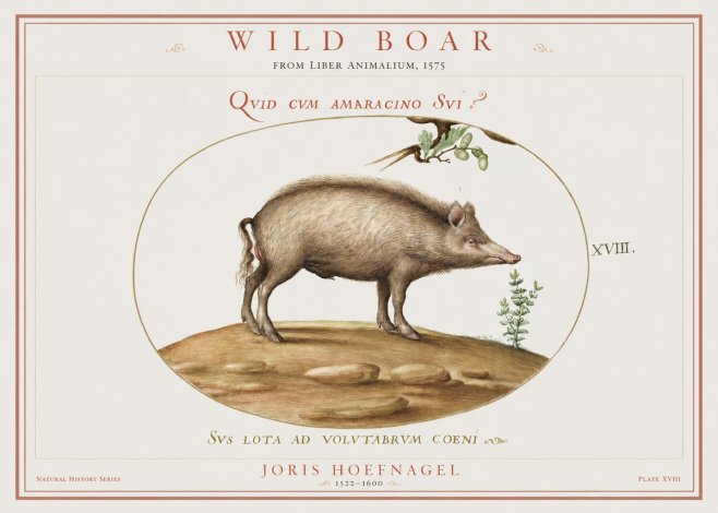 Joris Hoefnagel Qvid Cvm Amaracino Svi? No2 - Poster
