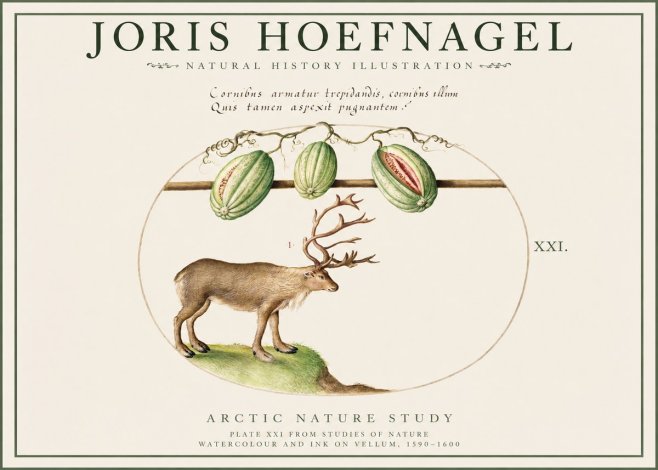 Joris Hoefnagel Arctic Nature Study No1 - Poster