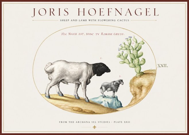 Joris Hoefnagel Sheep and Lamb with Flowering Cactus No1 - Poster