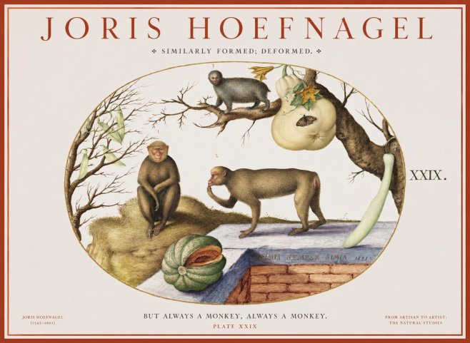 Joris Hoefnagel But Always a Monkey, Always a Monkey. Plate Xxix No1 - Poster