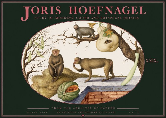 Joris Hoefnagel But Always a Monkey, Always a Monkey. Plate Xxix No3 - Poster