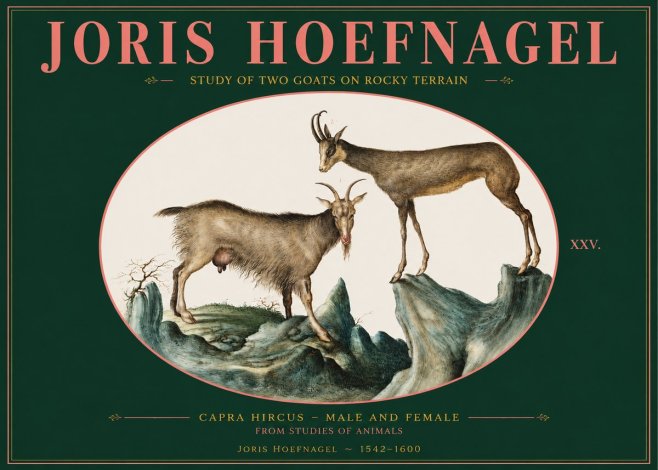 Joris Hoefnagel Study of Two Goats on Rocky Terrain No2 - Poster