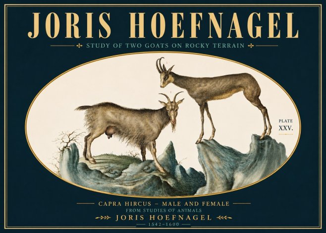 Joris Hoefnagel Study of Two Goats on Rocky Terrain No5 - Poster