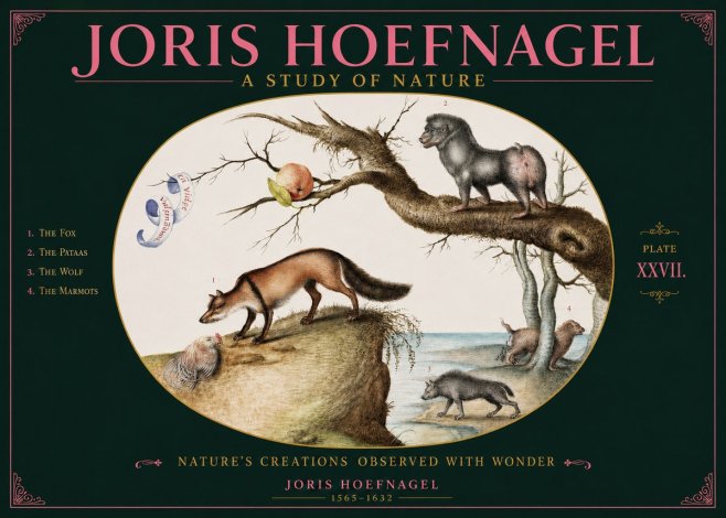 Joris Hoefnagel A Study of Nature - Plate Xxvii No2 - Poster