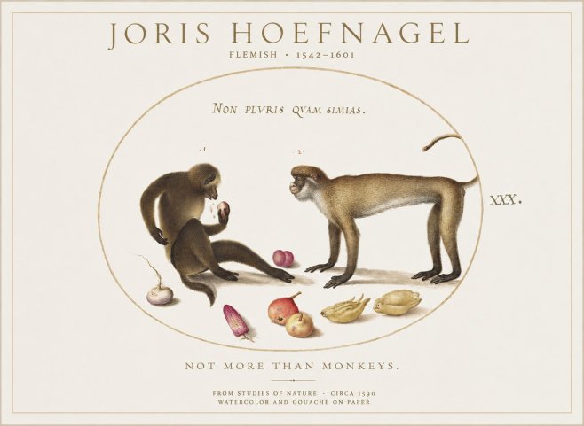Joris Hoefnagel Not More Than Monkeys No1 - Poster