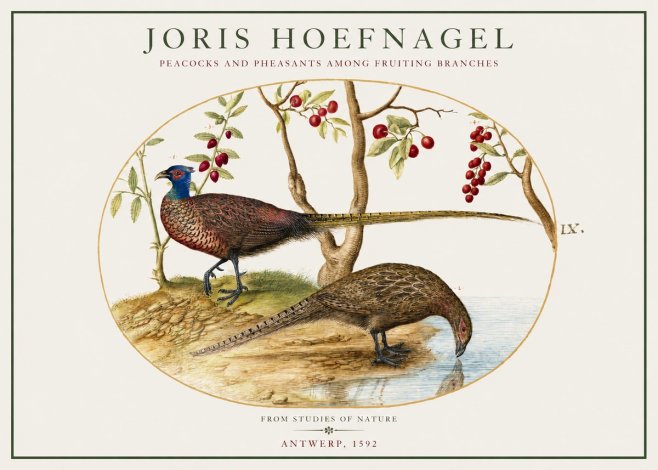 Joris Hoefnagel Peacocks and Pheasants Among Fruiting Branches No1 - Poster