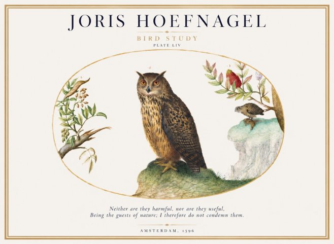 Joris Hoefnagel Bird Study Plate Liv No1 - Poster