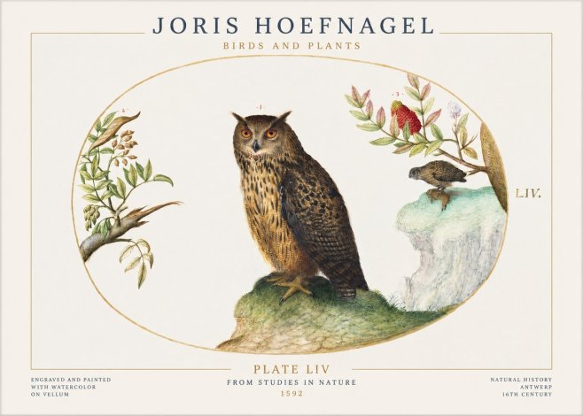 Joris Hoefnagel Bird Study Plate Liv No2 - Poster