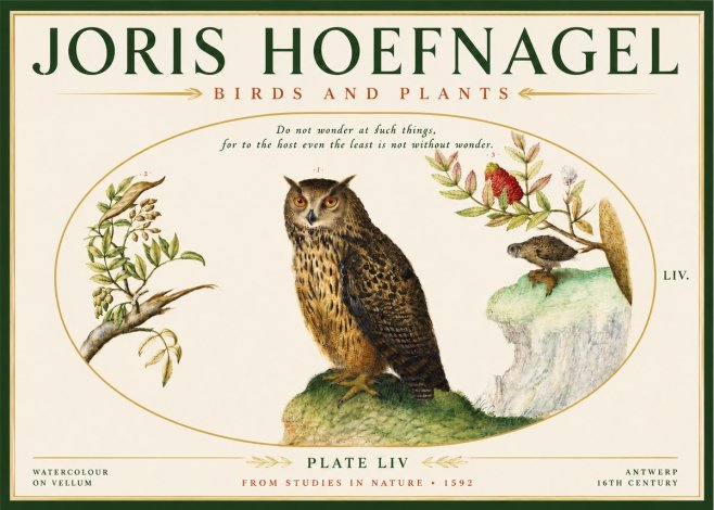 Joris Hoefnagel Bird Study Plate Liv No5 - Poster