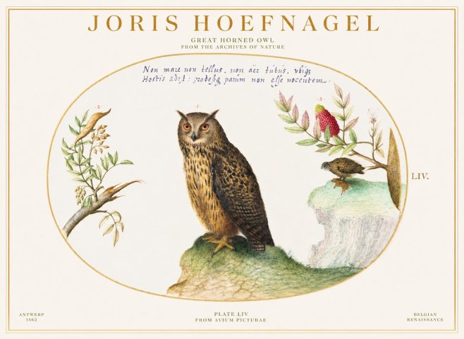 Joris Hoefnagel Bird Study Plate Liv No6 - Poster