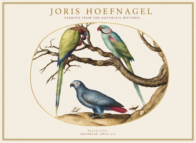 Joris Hoefnagel Parrots from the Naturalis Historia No1 - Poster