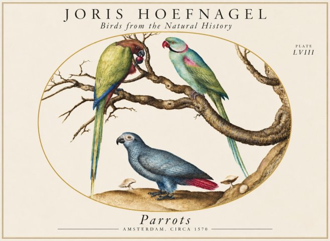Joris Hoefnagel Parrots from the Naturalis Historia No2 - Poster
