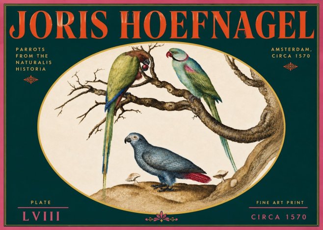 Joris Hoefnagel Parrots from the Naturalis Historia No5 - Poster