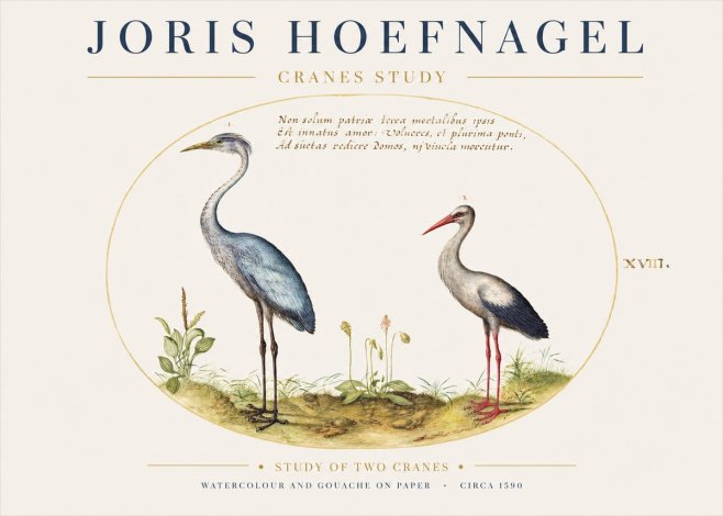 Joris Hoefnagel Study of Two Cranes No1 - Poster