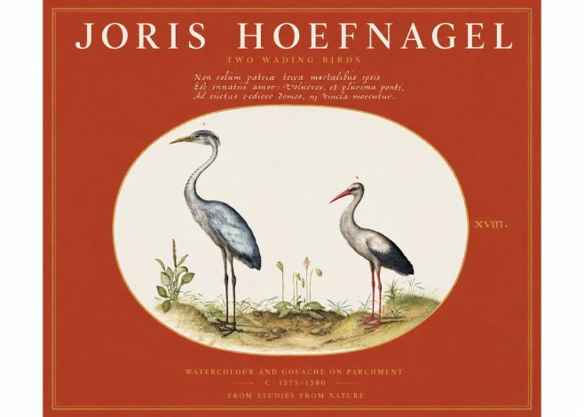 Joris Hoefnagel Study of Two Cranes No3 - Poster