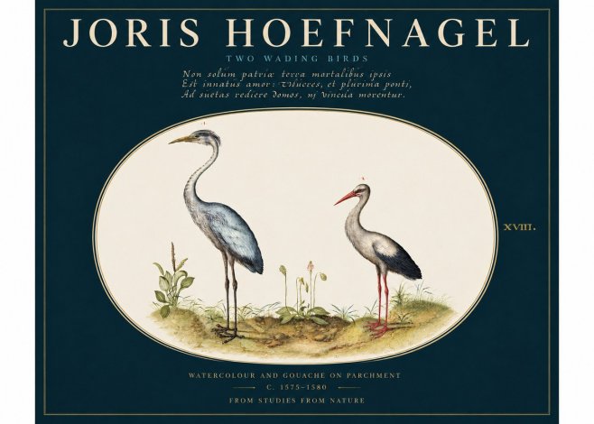 Joris Hoefnagel Study of Two Cranes No4 - Poster