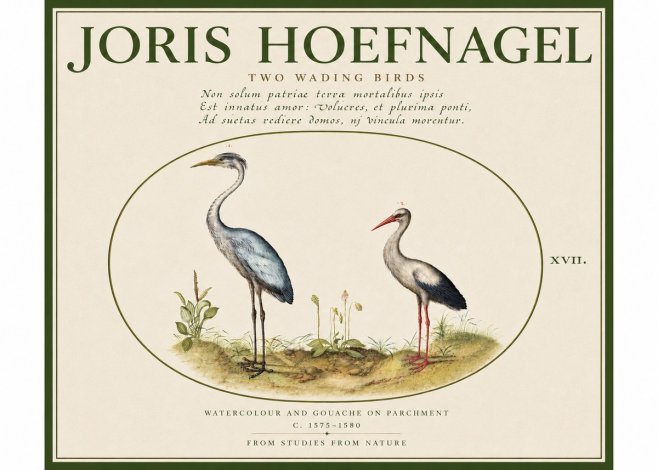 Joris Hoefnagel Study of Two Cranes No5 - Poster