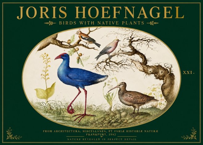 Joris Hoefnagel Birds with Native Plants No3 - Poster