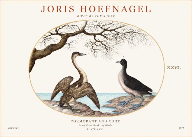 Joris Hoefnagel Cormorant and Coot No1 - Poster