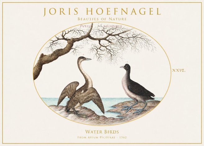 Joris Hoefnagel Cormorant and Coot No2 - Poster