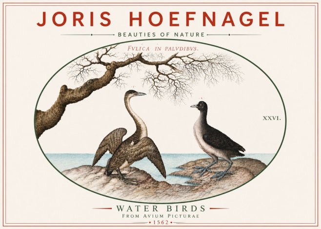 Joris Hoefnagel Cormorant and Coot No6 - Poster