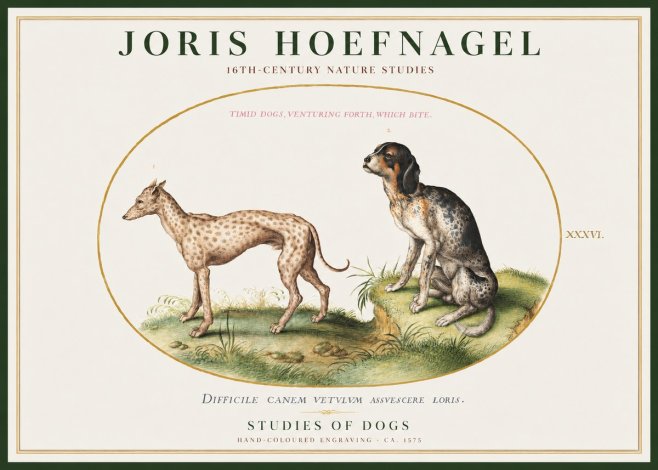 Joris Hoefnagel Studies of Dogs No1 - Poster