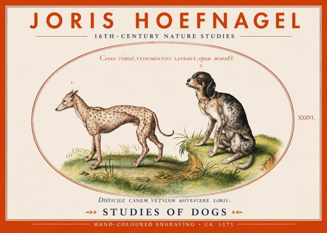Joris Hoefnagel Studies of Dogs No4 - Poster