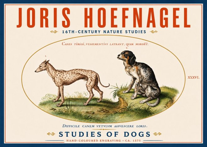 Joris Hoefnagel Studies of Dogs No5 - Poster