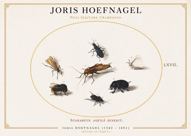 Joris Hoefnagel Scarabeus Aqvilä Qvaerit. No1 - Poster