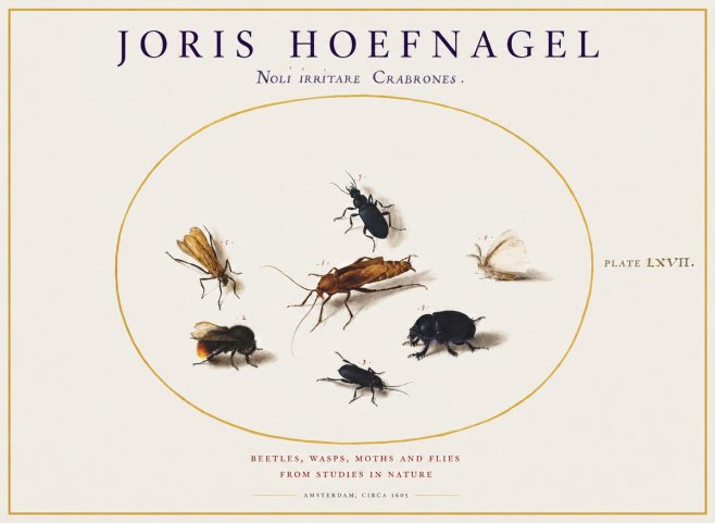 Joris Hoefnagel Scarabeus Aqvilä Qvaerit. No2 - Poster