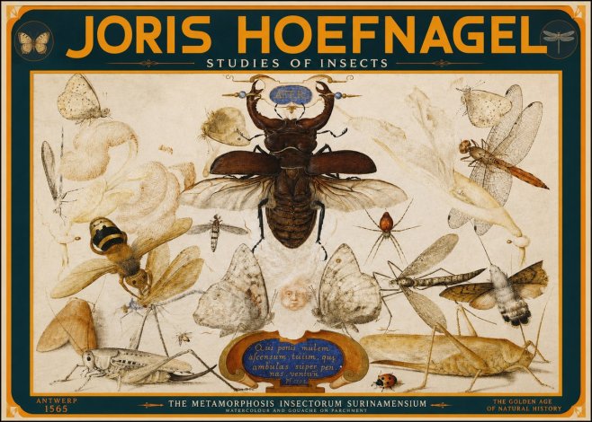 Joris Hoefnagel Studies of Insects I No2 - Poster