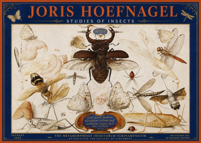 Joris Hoefnagel Studies of Insects I No4 - Poster
