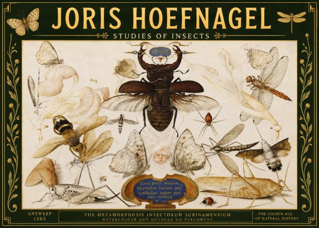 Joris Hoefnagel Studies of Insects I No5 - Poster