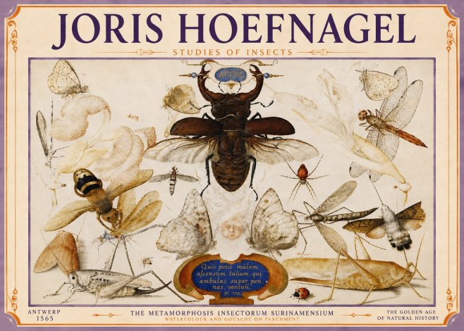Joris Hoefnagel Studies of Insects I No6 - Poster