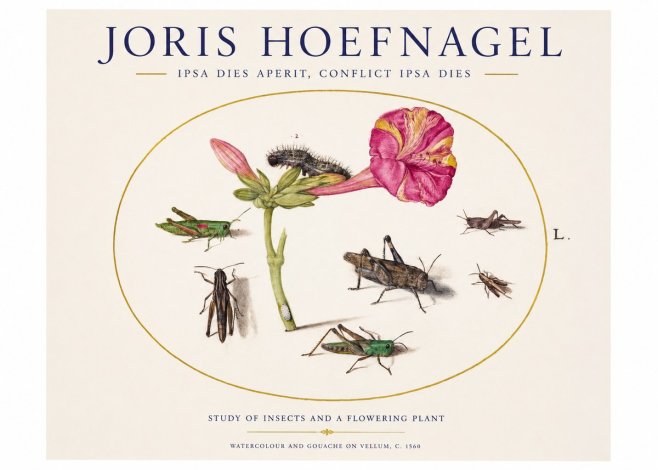 Joris Hoefnagel Study of Insects and a Flowering Plant No1 - Poster
