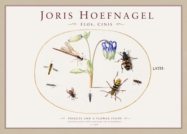 Joris Hoefnagel Insects and a Flower Study No1 - Poster