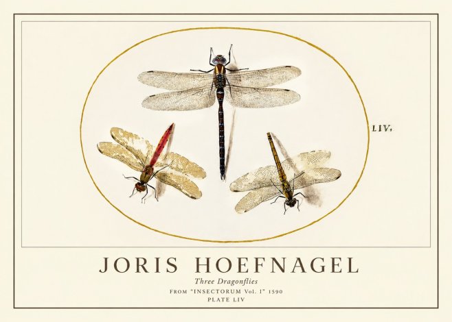 Joris Hoefnagel Three Dragonflies No1 - Poster