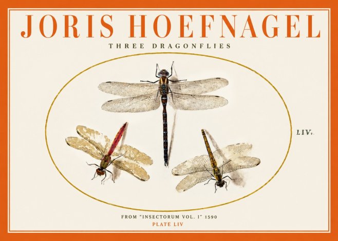 Joris Hoefnagel Three Dragonflies No2 - Poster