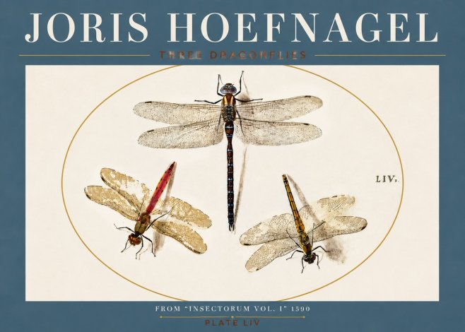 Joris Hoefnagel Three Dragonflies No4 - Poster