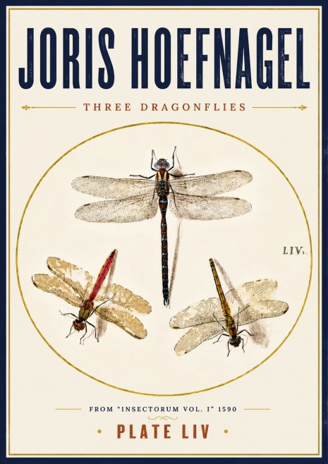 Joris Hoefnagel Three Dragonflies No6 - Poster