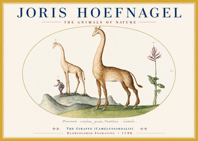 Joris Hoefnagel The Giraffe (Cameluspardalis) No3 - Poster