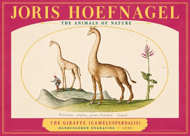 Joris Hoefnagel The Giraffe (Cameluspardalis) No4 - Poster