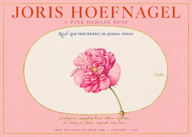 Joris Hoefnagel A Pink Damask Rose No2 - Poster