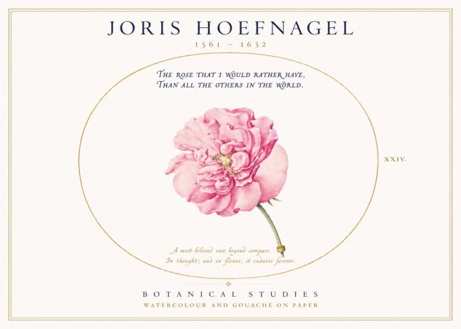 Joris Hoefnagel A Pink Damask Rose No3 - Poster