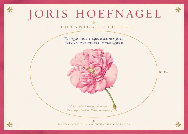 Joris Hoefnagel A Pink Damask Rose No4 - Poster